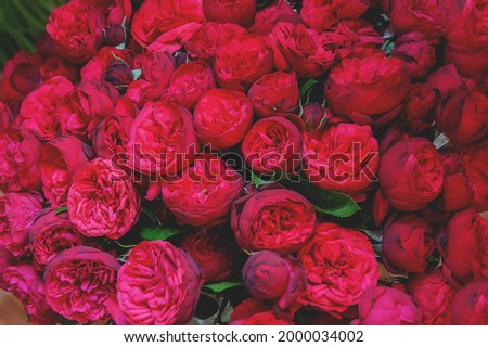 Bright burgundy roses in the shape of peonies. romantic bouquet of beautiful large scarlet flowers. Natural background of peony roses.