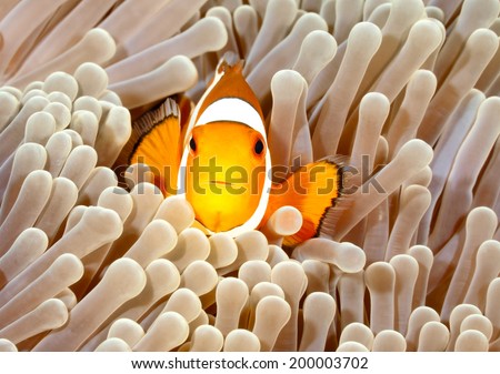 Clown Anemonefish, Amphiprion percula, swimming among the tentacles of its anemone home. Tulamben, Bali, Indonesia Royalty-Free Stock Photo #200003702