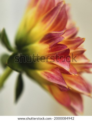 Macro flower with deep of field and colorful background