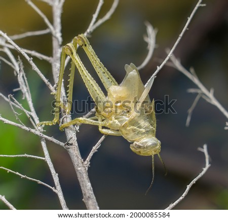 Exoskeleton or shed of a grasshopper of unknown species 