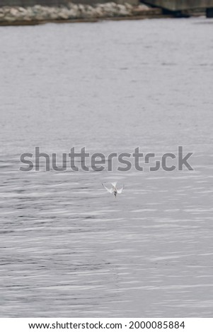 little tern is hunting in the sea