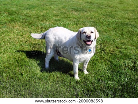 A happy Labrador Retriever Dog posing for a picture