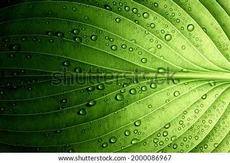 A beautiful fresh green leaf covered with raindrops and highlighted by the sun. The plant has a beautiful expressive structure.                          Royalty-Free Stock Photo #2000086967