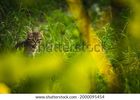 Brown stray kitten in the grass hiding and surviving concept 