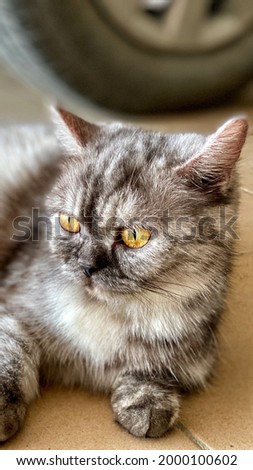 Cute cat with thick brown, grey , white and black fur