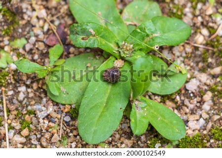 Rounded pill bug on the grass
