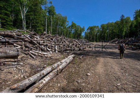 An abandoned warehouse with felled trees in the taiga. A man walks through an abandoned warehouse of timber merchants in the taiga. Forest poaching.