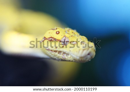 The green tree python (Morelia viridis) is a species of snake in the family Pythonidae. The species is native to New Guinea, some islands in Indonesia, and the Cape York Peninsula in Australia