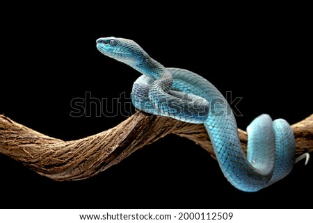 Blue Insularis or White lipped pit viper (Trimeresurus insularis) is venomous pit vipers and endemic species in Indonesia. The color is unique, namely turquoise blue. Royalty-Free Stock Photo #2000112509