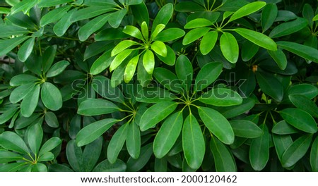 Schefflera actinophylla (Queensland umbrella tree, octopus tree, amate) ornamental plants in garden