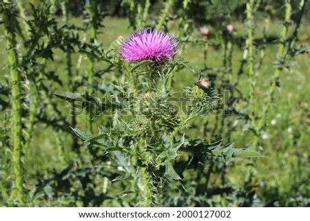 bright pink flowers prickly weeds with thorns in the grass burdock