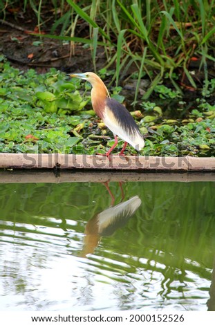 Javan pond heron​ perched on​ bamboo floating on the water surface It's a beautiful picture of nature 