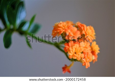photo of flowers on a sunny day