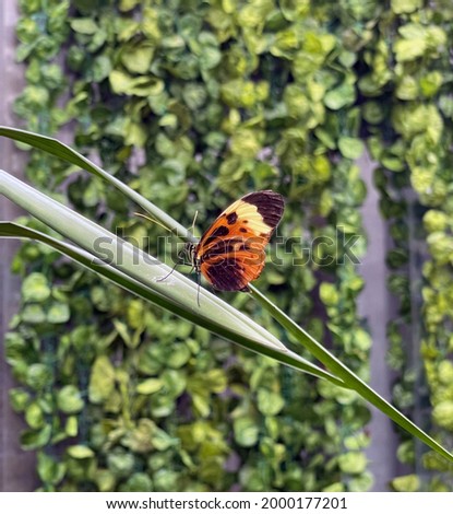 Close up of an orange, yellow, and black butterfly resting on a long leaf.
