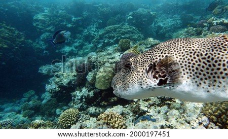 Arothron stellatus - Star puffer - This puffer (or arotron), one of the largest of the genus puffer, it grows up to 110 cm, but usually there are individuals no more than 60 cm.