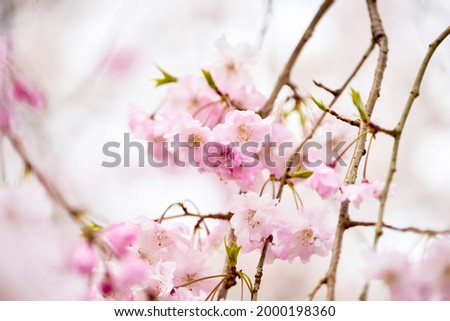  Spring in Japan, close-up of cherry blossoms in Kyoto                              
