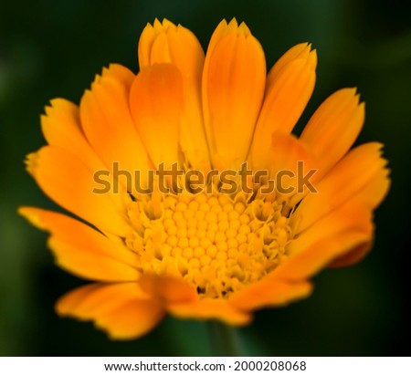 Yellow Flower of Calendula. Macro Photo of a Blooming Flower in a Summer Garden.