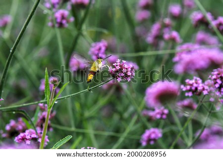 The Hummingbird Hawk Moth or Clear winged Hawk Moth feeds on the nectar of flowers. (The pictures has noise and soft focus) 