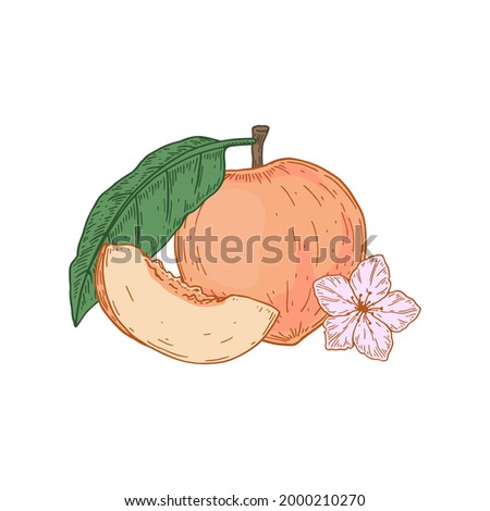 Hand drawn whole peach fruit and slice isolated on white background. Vector illustration in sketch style. Design element for package, label, poster, print, menu