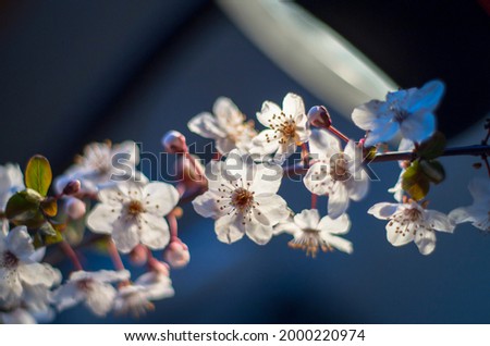 Branch of cherry flowers blooming. Shallow depth of field.