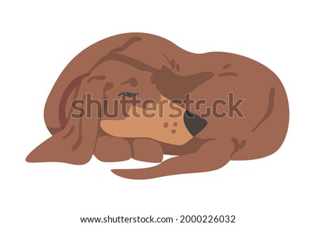 Dachshund or Badger Dog as Short-legged and Long-bodied Hound Breed with Collar Cuddling Up Vector Illustration