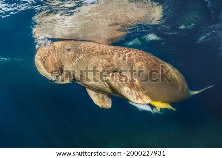 manatee with fish in the water