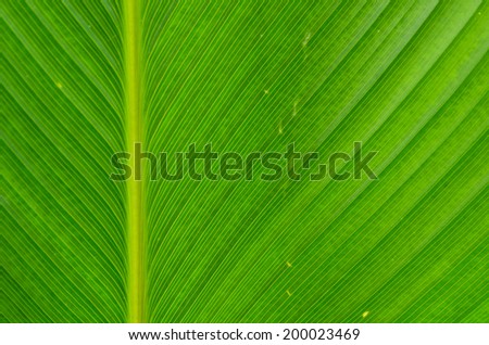 Texture background of green Leaf.