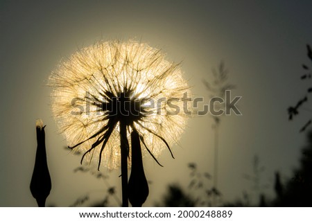Beautiful fluffy dandelion flower close up on the background of the sunset sky