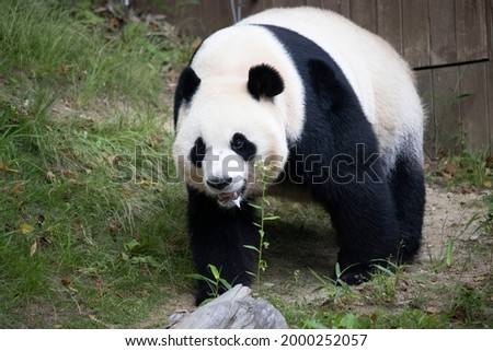 A picture of a panda bear drooling.