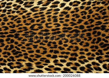 Close up spots pattern of a leopard