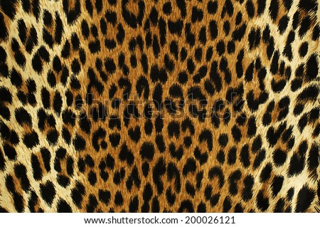 Close up black spots of a leopard 