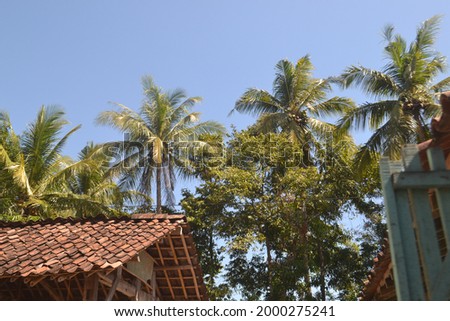 Coconut trees towering over the roof of the house
