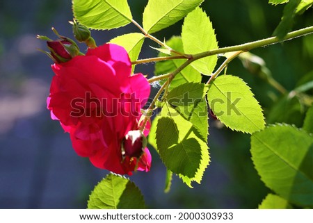 photo of a flower on a summer day