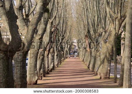 walk way between trees prespective as natural scene