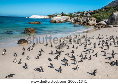 Penguin Colony - Boulders Beach, Cape Town, South Africa Royalty-Free Stock Photo #200031341