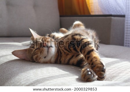 Bengal cat lying on sofa and smiling. Royalty-Free Stock Photo #2000329853