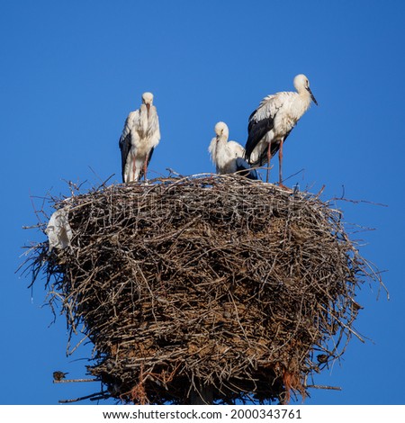 Ciconia ciconia. Young White Storks in the nest.