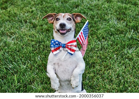 Dog posing in American flag bow tie with USA flag on green grasslooking at camera. Celebration of Independence day, 4th July, Memorial Day, American Flag Day, Labor day party event