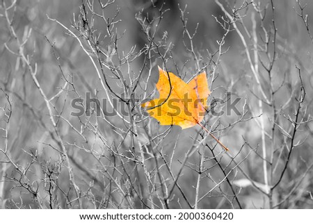 Maple leaf in the bushes. Black and white photo with accent color