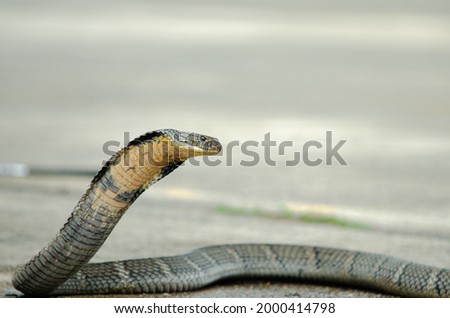 King Cobra (Ophiophagus hannah). The world's longest venomous snake. Threat display by spreading neck flap, raising head upright, puffing, and hissing. Striking target at long range above the ground.