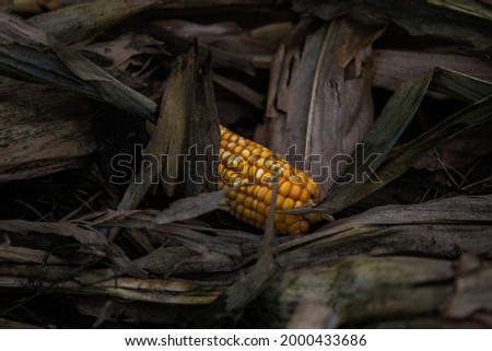 Yellow and orange mature cob on the ground surrounded by dark brown leaves, nature background