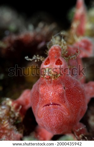 Small Pink Frog Fish Photo