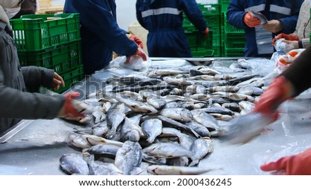 Asian cuisine concept with fish, mass-production line in the fishing industry, selective focus