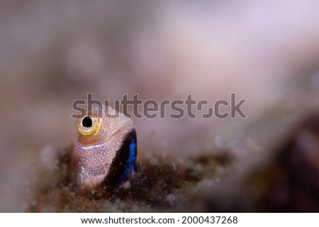 Close up Photo of Blenny Fish 
