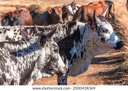 Rural mountain farm with young cattle cow nguni heifers on dirt road on a dry winters morning with blue sky .