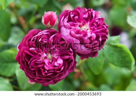 Rosa ''Cardinal de Richelieu' in flower Royalty-Free Stock Photo #2000453693