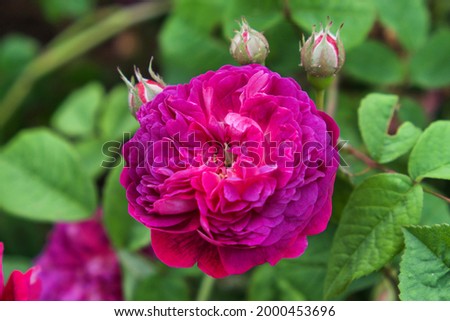 Rosa ''Cardinal de Richelieu' in flower Royalty-Free Stock Photo #2000453696