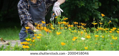 A woman is gardening and farming, a gardener in an apron and a plaid shirt with a pruner cuts a branch of a lush bush with yellow flowers in the garden on a sunny day.

