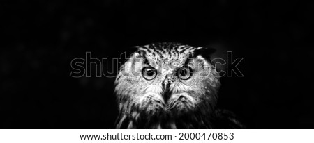 Owls Portrait. owl eyes. Portrait of a bird