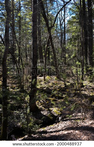 Picture of a wooded area